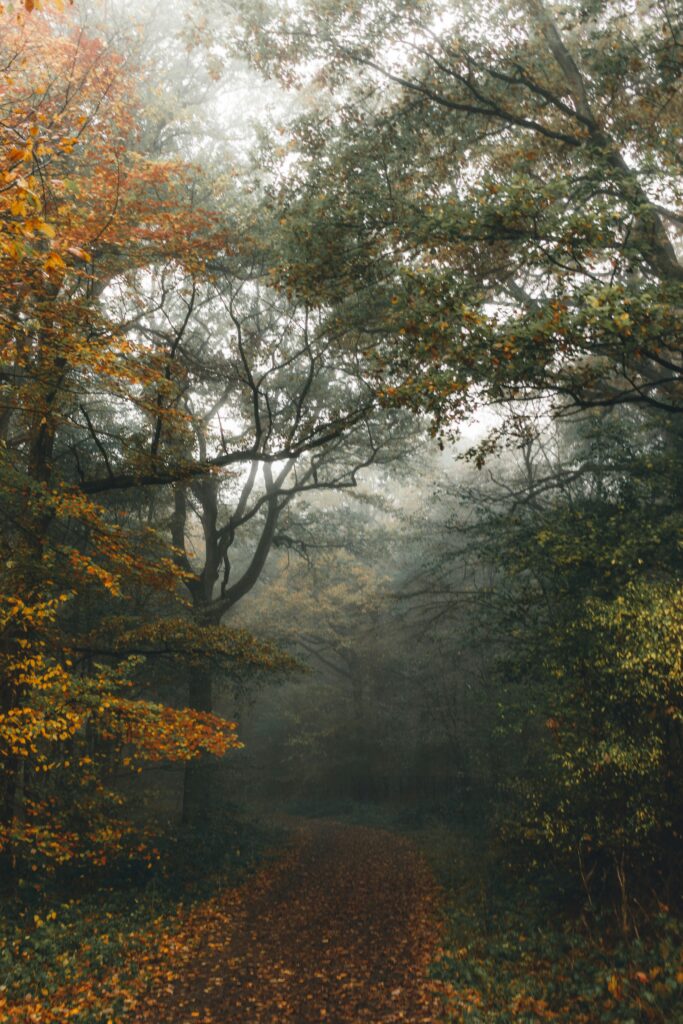 A misty English forest in autumn with the leaves changing colours