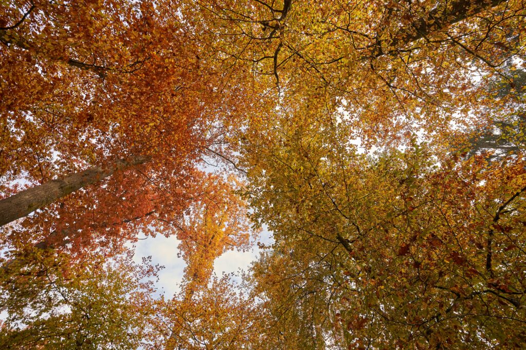 Looking up at trees with colourful autumn leaves in shades of red, orange and yellow