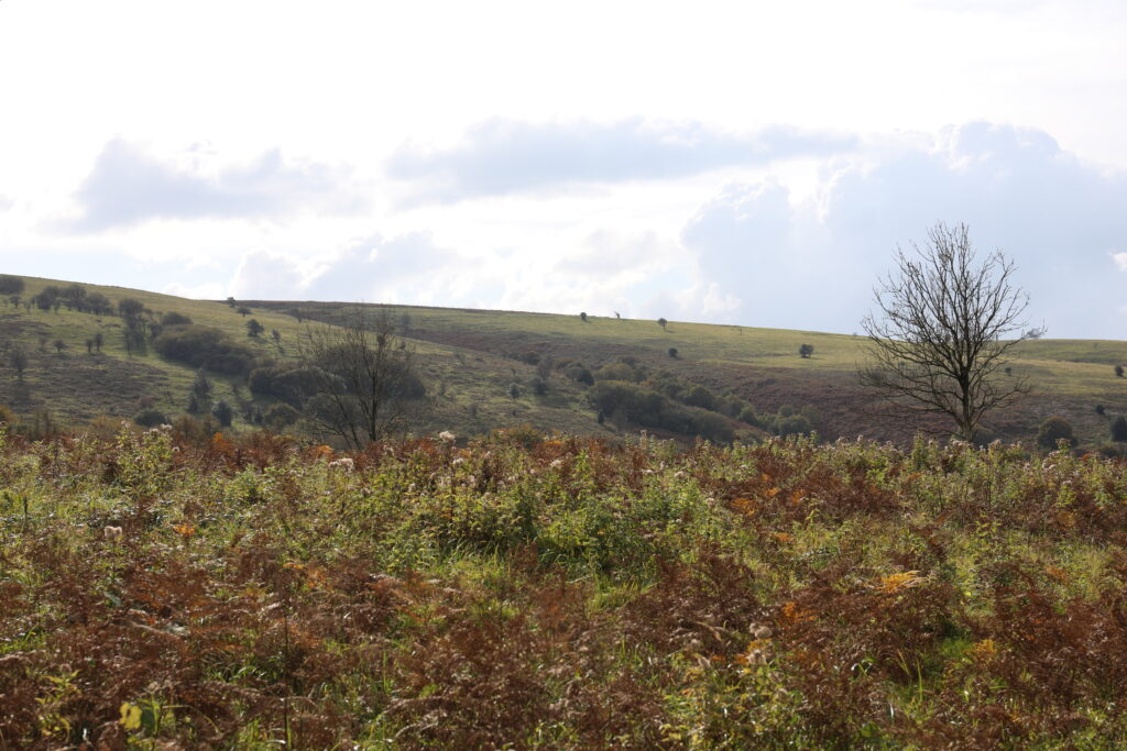 Bracken and vegetation with a lone tree and a barren hillside in the background
