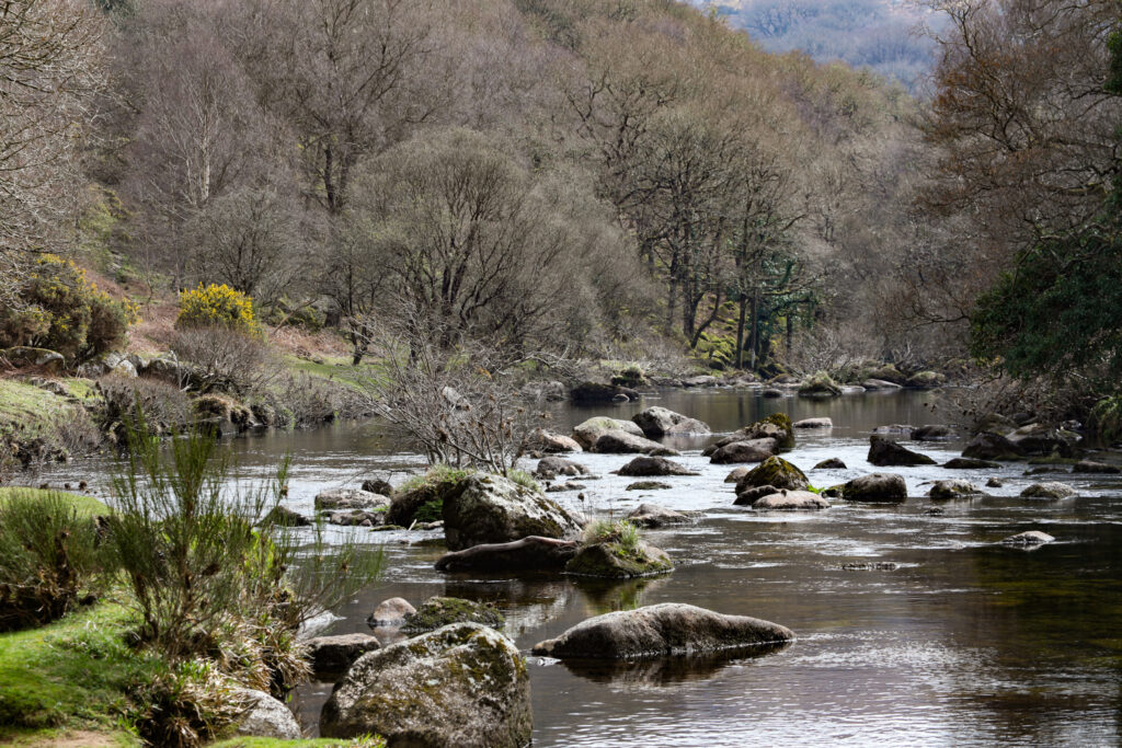 A river filled with boulders, surrounded by wooded banks