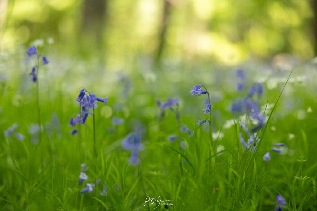 A patch of luscious grass in a forest, with small white flowers and bluebells