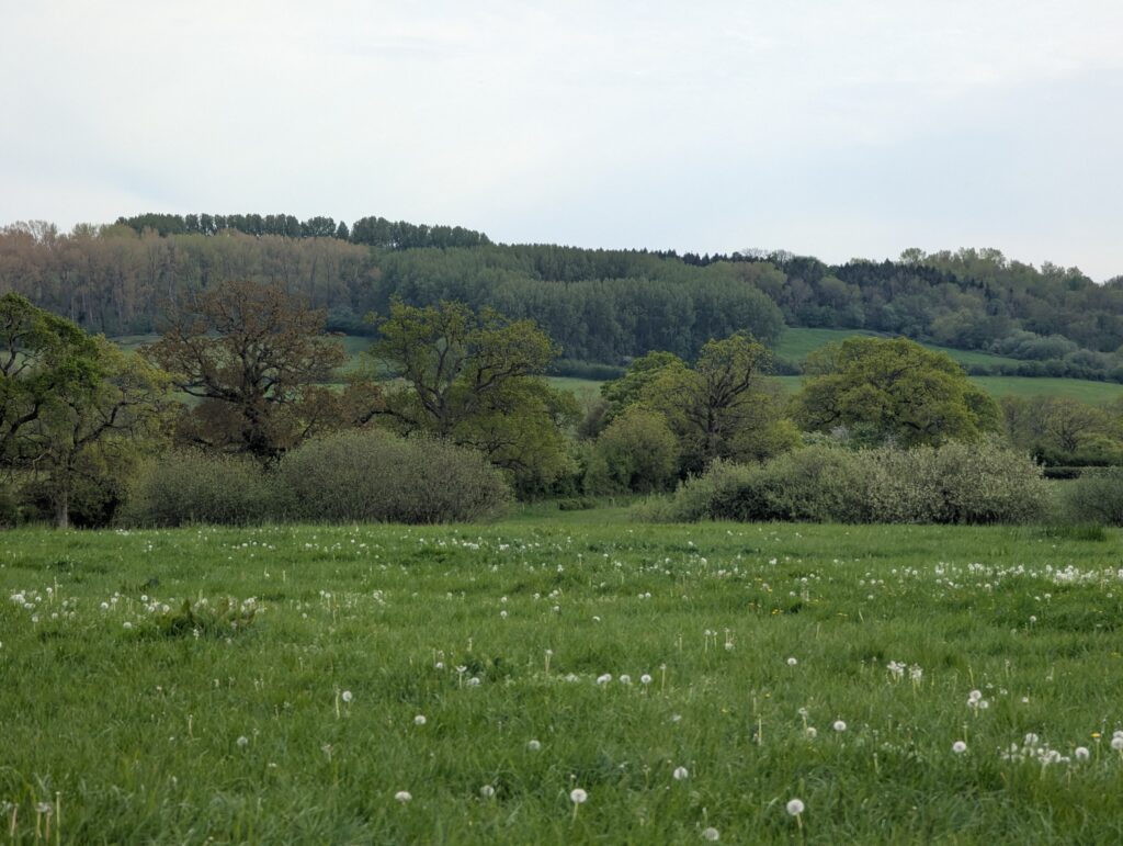 A green field and trees, with dandelion clocks in the foreground and a slightly grey and cloudy sky